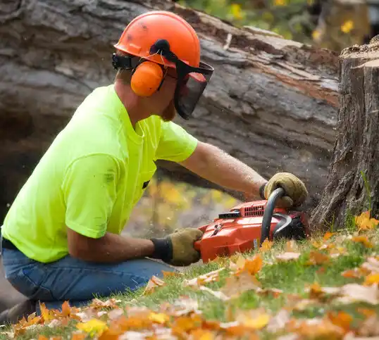 tree services Gloria Glens Park